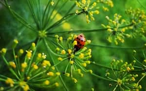 A ladybird beetle on dill flowers