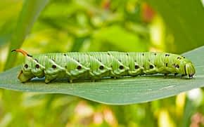 A tomato hornworm on a leaf