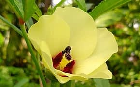 A bee visiting an okra flower